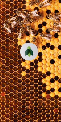 Colony of 300,000 indigenous bees - 'Flying Bees', raised in Bentley Headquarters in Crewe.
