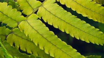 Green laminar leaves with serrated edges.