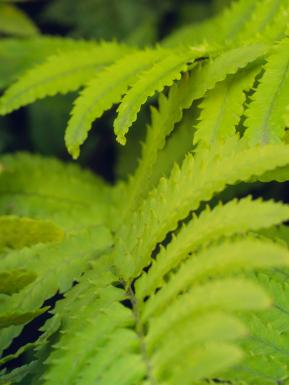 CLose up view of green leaves