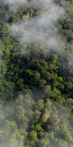 Low ceiling clouds scattered over dense forest.