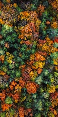 Autumn shade over dense forest 