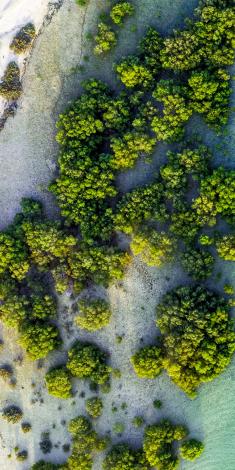 Top view of sea trees growing along rocky shoreline