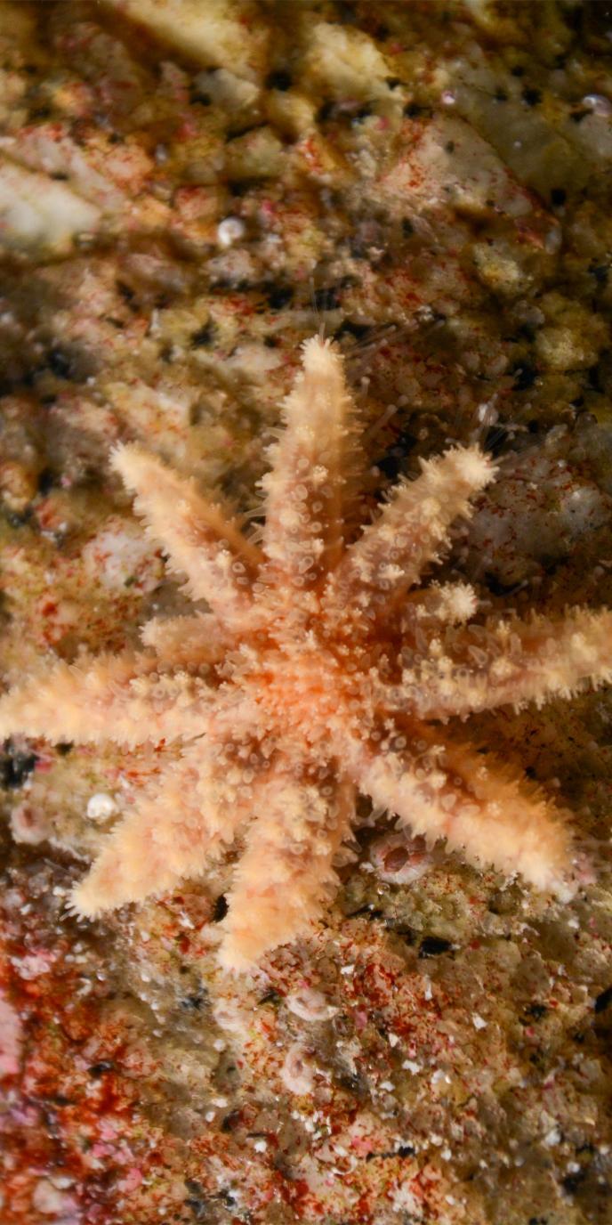SeaTrees Monterey Desktop.jpg