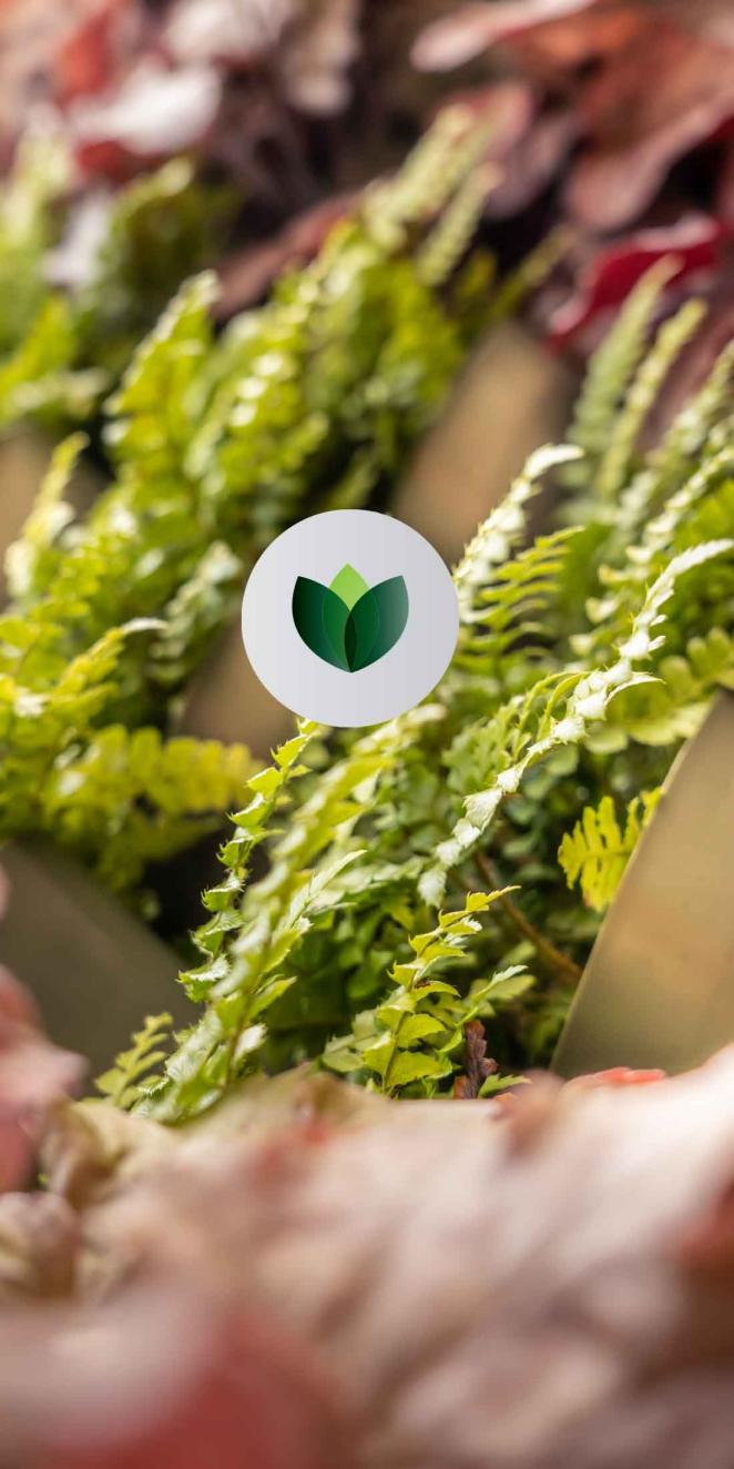 Close up of Bentley's living wall featuring evergreen ferns and grass from over 28 species, featured in Bentley Headquarters at Crewe, England.