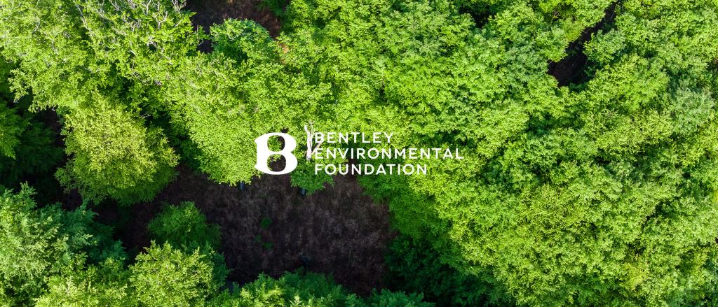 Bird's eye view of lush green tree canopy