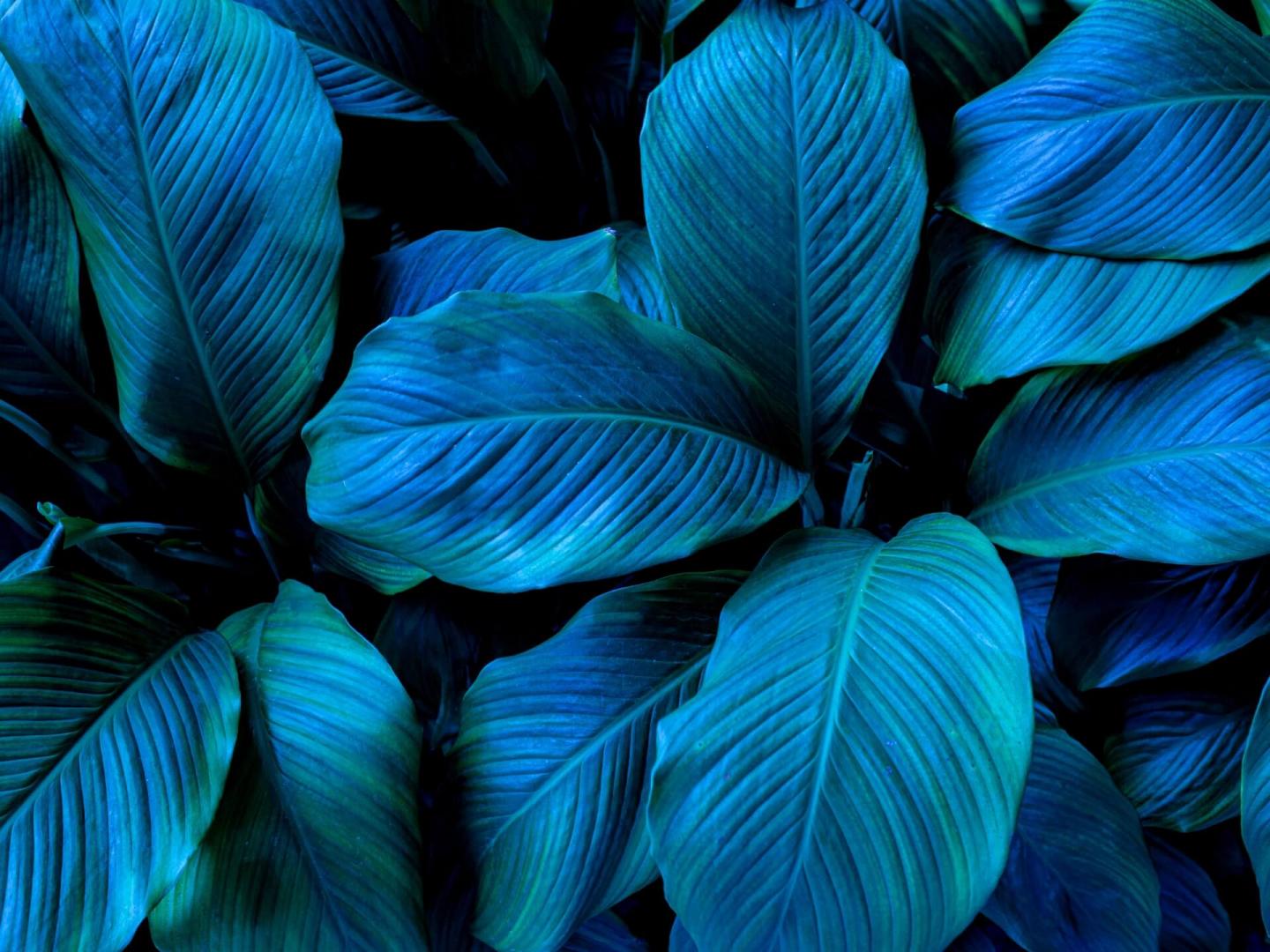 1920 x 1440.jpg