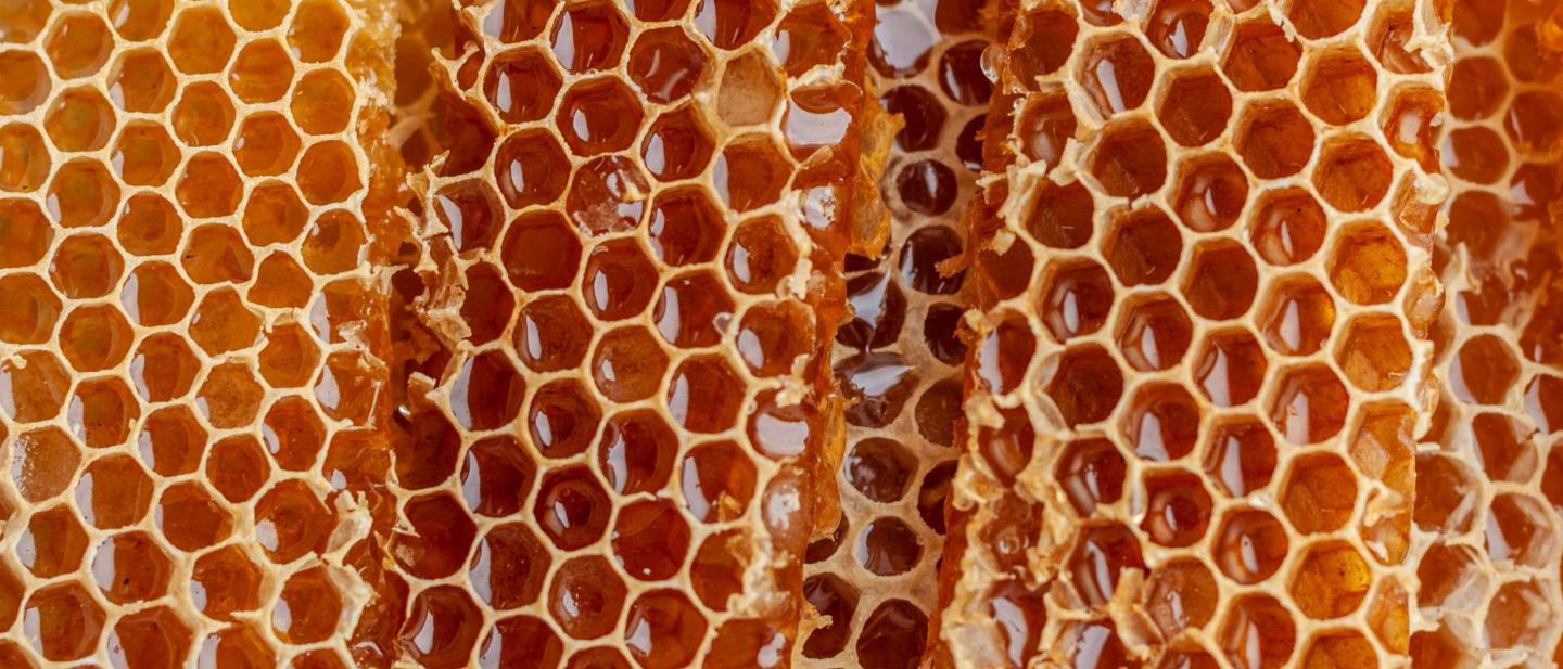 Close up of honeycomb.