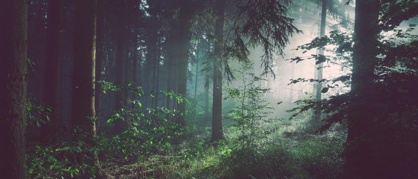 Forest with a lot of foliage and sunlight shining throught the trees.
