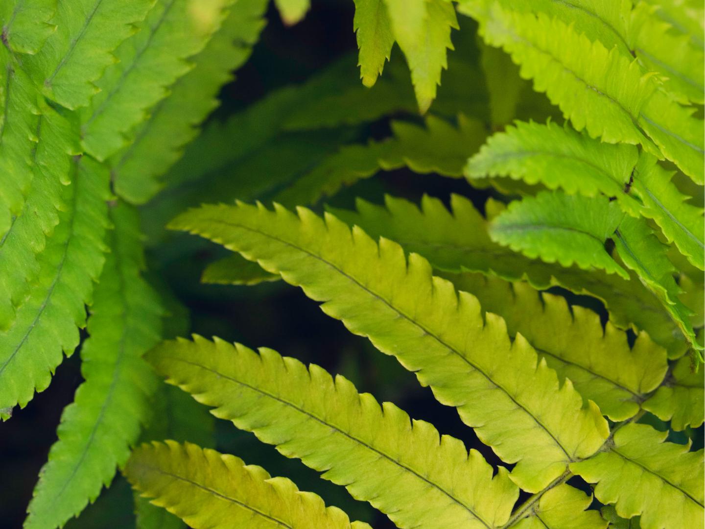 Zoomed in view of linear green leaves with dentate edges.