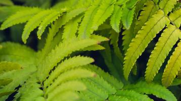 Green laminar leaves with dentate edges - close up view