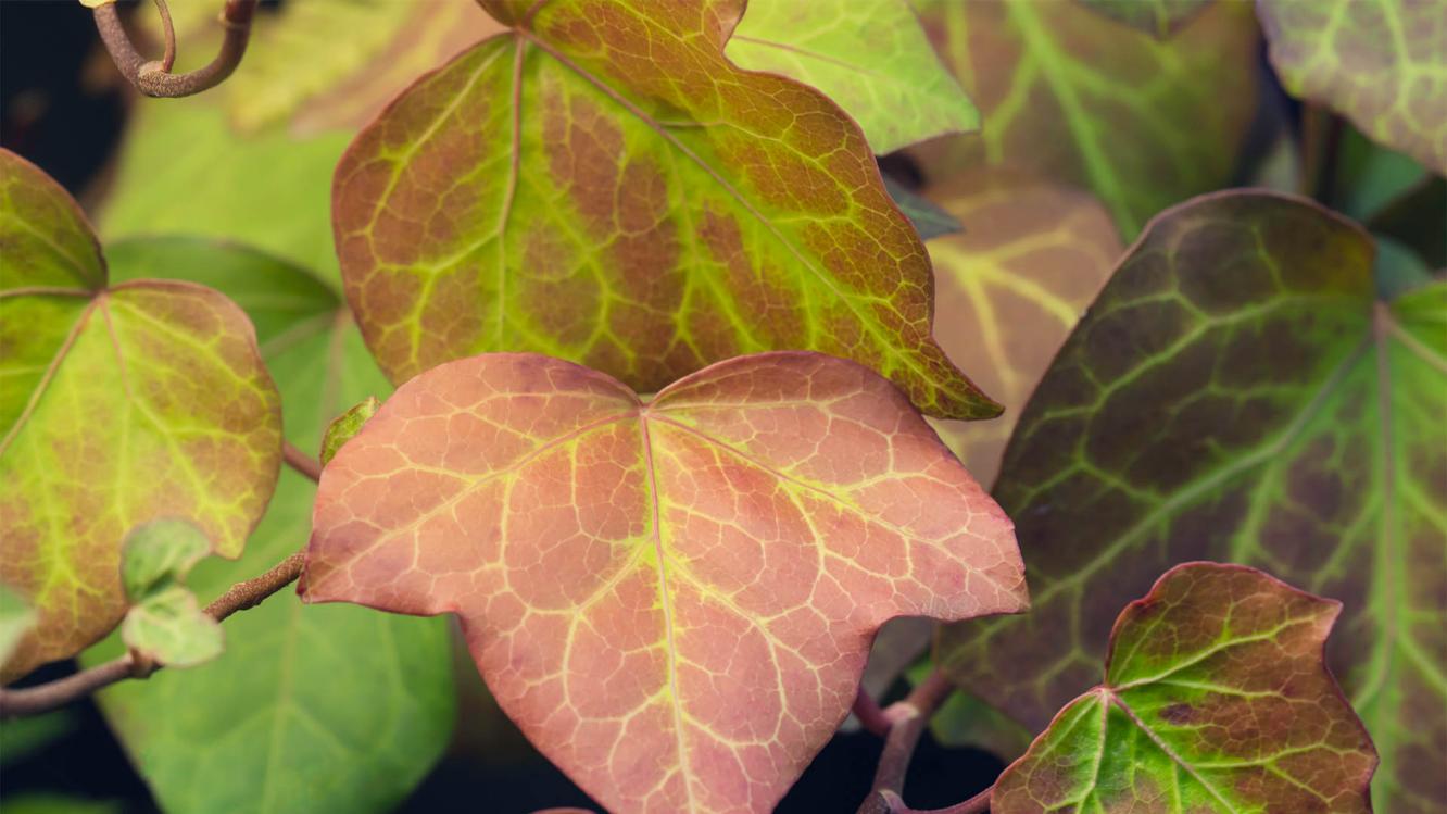 Three edged leaves in green colour with hue of purple. 