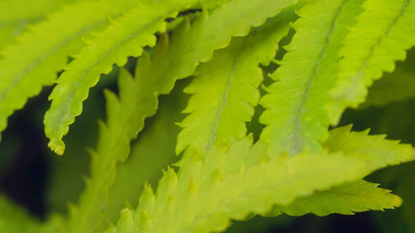 Leaf Landscape Teasers.jpg
