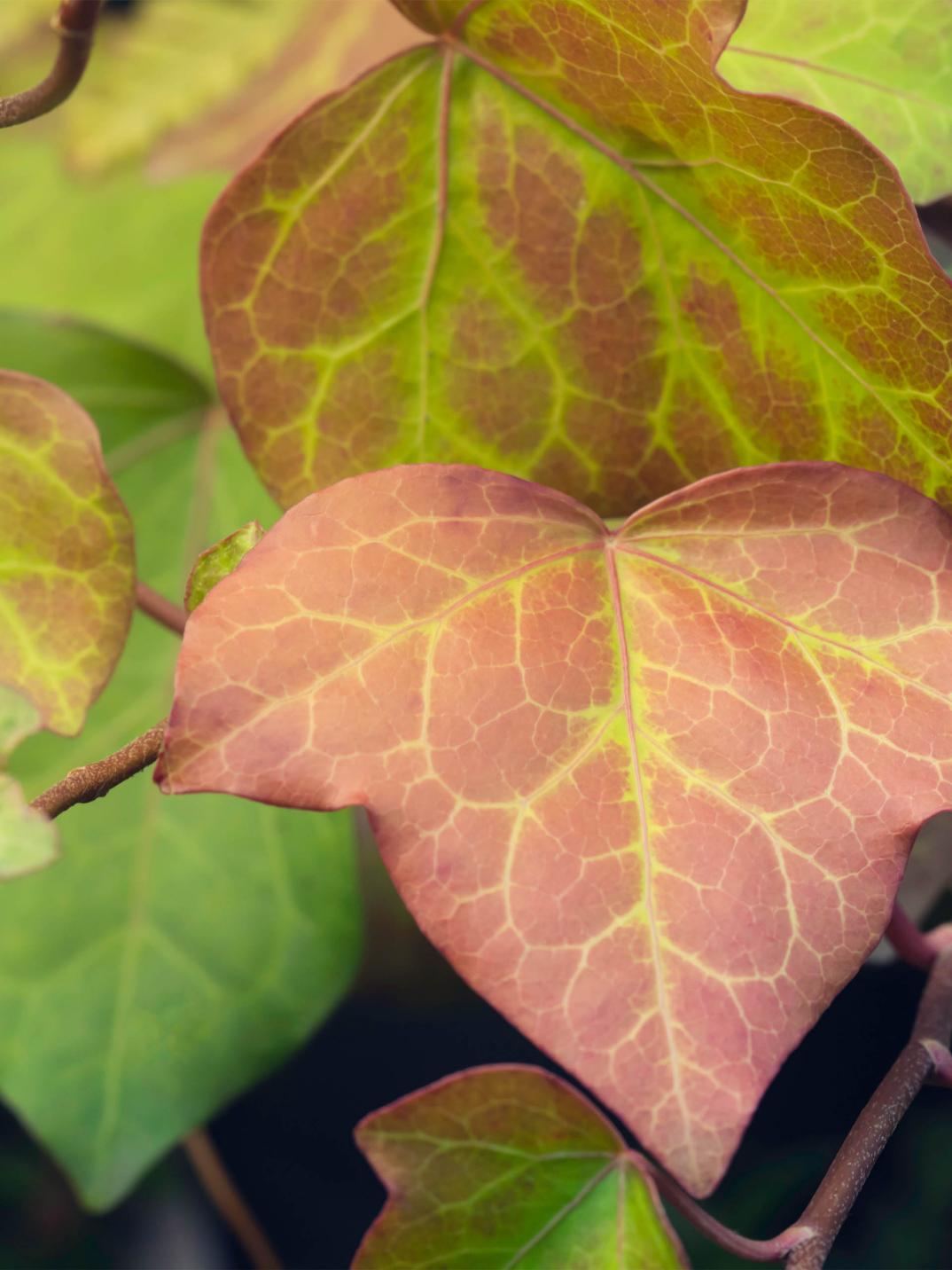 Purple leaf- portrait.jpg