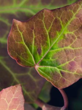 Close up view of leaves