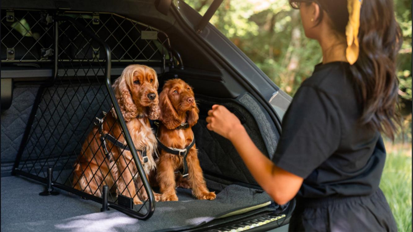 Dogs being secured in the rear of a Bentayga using the Bentley Pet Guard and Luggage Partition