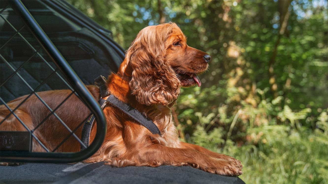 A dog sitting on the quilted boot liner that protects the boot of your Bentley Bentayga