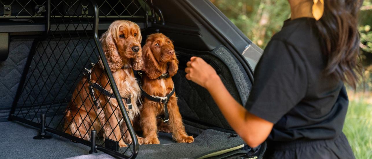 Dog walker securing her dogs in the rear of a Bentley Bentayga which is protected by the Vehicle Protection Product range